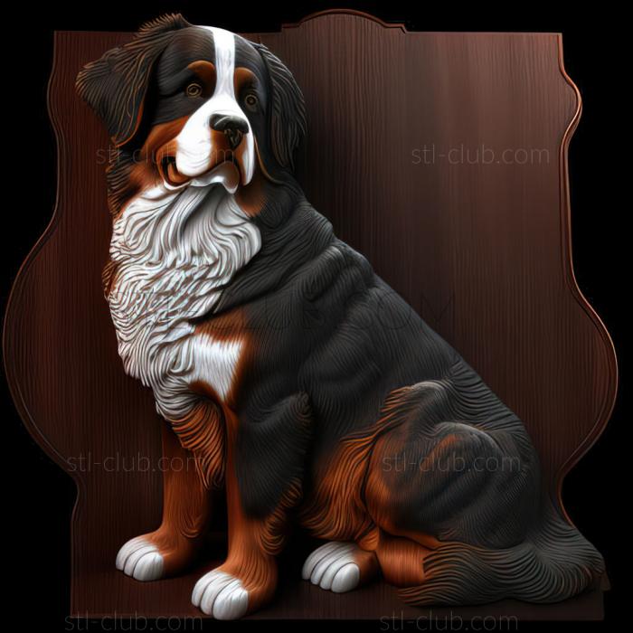 st Bernese Mountain dog